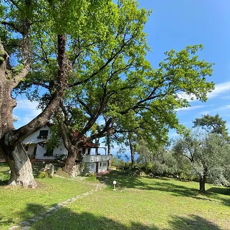 Wild Oaks *