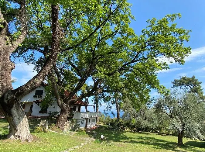 Wild Oaks *